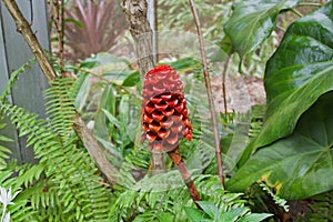 Red Spiral Ginger in tropical garden