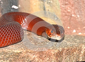 Red Spitting cobra