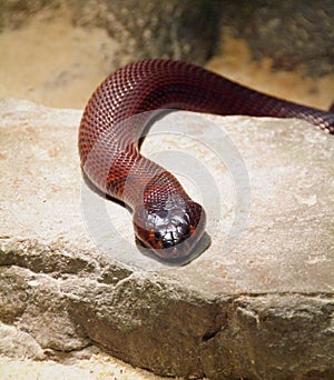 Red Spitting Cobra photo