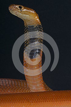 Red spitting cobra / Naja pallida photo