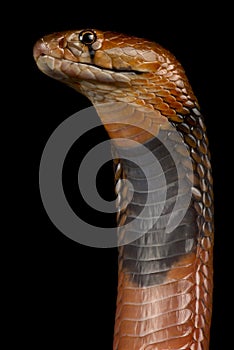 Red spitting cobra Naja pallida photo