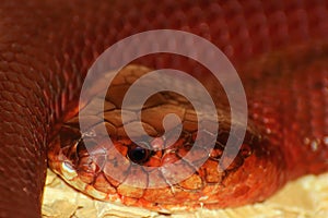 Red Spitting Cobra