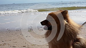 Red Spitz dog against the background of the sea.