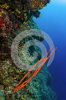 Red sponde and yellow sea fan in Croatia photo