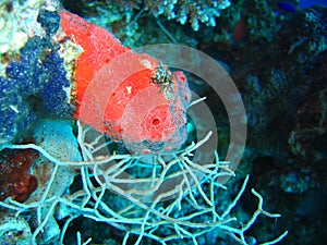 Red sponge-blue sponge