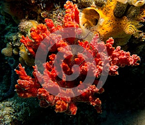 Red sponge with brittle star