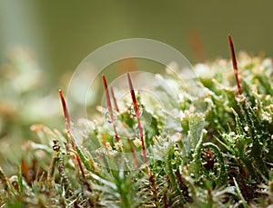 Red sporophyte of Common Haircap Moss photo