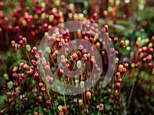 Red Sporophytes of moss tropical rainforest