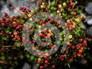 Red Sporophytes of moss tropical rainforest