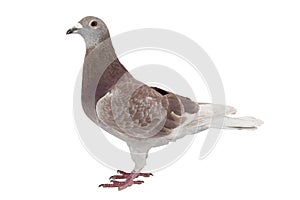 Red sport pigeon isolated on white