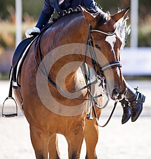 A red sports horse with a bridle and a rider jumping on a horse with his foot in a boot with a spur in a stirrup