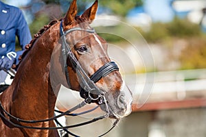 A red sports horse with a bridle and a rider riding on it