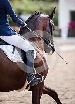 A red sports horse with a bridle and a rider riding with his foot in a boot with a spur in a stirrup