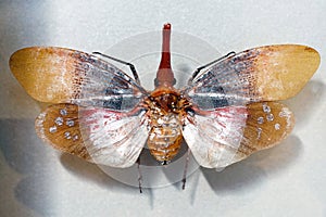 red spot lantern fly aphaena submaculata close up