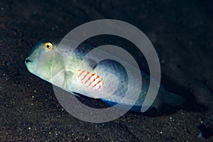 Red-Spot Razor Wrasse Xyrichthys pentadactylus