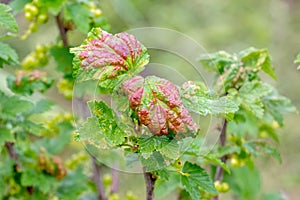 Red spots on the green leaves of currants, fungal leaf disease or red gallic aphid