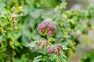 Red spots on the green leaves of currants, fungal leaf disease or red gallic aphid