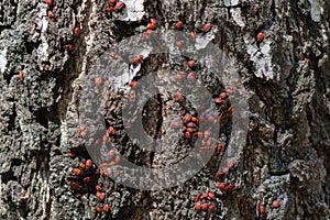 Red-spotted beetles Pyrrhocoris apterus are sitting on the bark of a tree