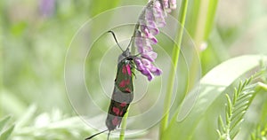 A red spotted black butterfly hanging on the orchid FS700 Odyssey 7Q 4K