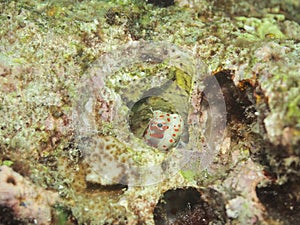 Red-spotted blenny