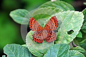 Red spotted butterfly