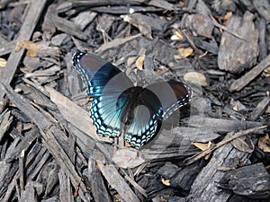 Red spotted butterfly