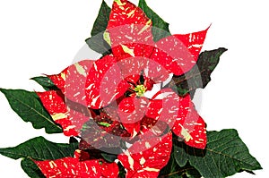 Red spotted christmas flower plant, poinsettia close up