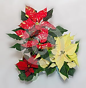 Red spotted christmas flower plant, poinsettia close up