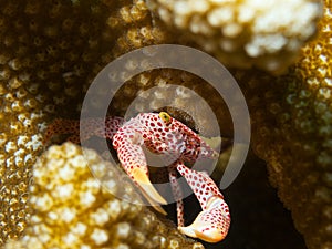 Red-spotted Coral Crab
