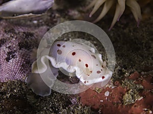 Red-spotted dorid sea slug underwater