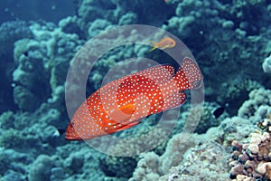 Red Spotted Fish