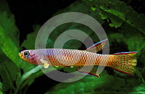 Red-Spotted Killi, aphyosemion cognatum, Aquarium Fish photo