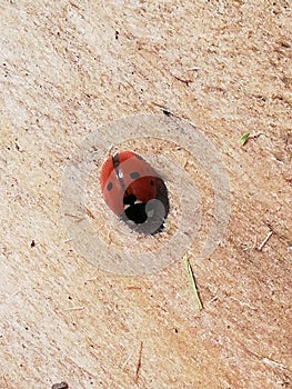 Red Spotted ladybird