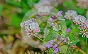 The red spotted moth (Utetheisa pulchella)