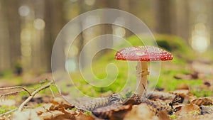 Red spotted mushroom in autumn forest.