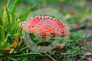 Red spotted Mushroom Toadstool in grass.