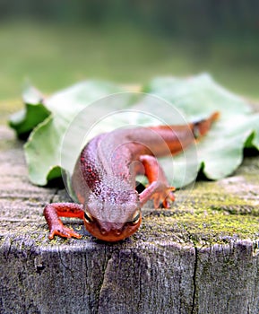 Red-Spotted Newt photo