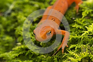 Red Spotted Newt