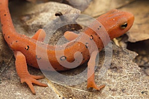 Red Spotted Newt