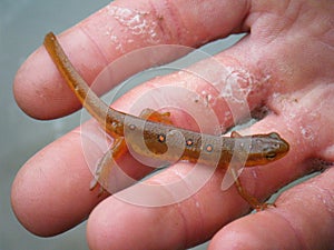 Red-Spotted Newt photo