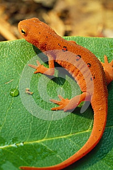 Red Spotted Newt Portrait