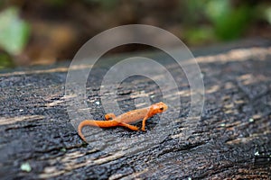 Red spotted newt on a wet log