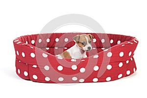 Red spotted pet bed with little puppy