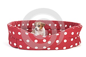 Red spotted pet bed with little puppy