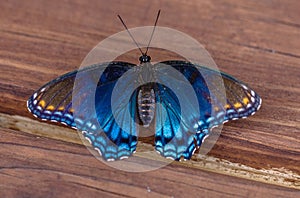 Red Spotted Purple Admiral Butterfly