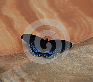 Red spotted Purple Admiral Butterfly