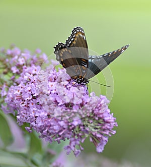 Red-Spotted Purple Admiral Butterfly photo
