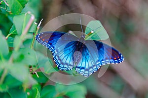 Red Spotted Purple Admiral Butterfly photo