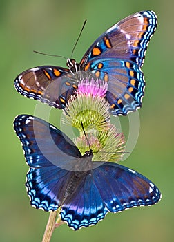 Púrpura mariposas 