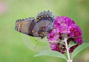 Red-spotted Purple Butterfly